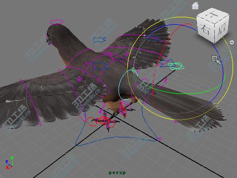 images/goods_img/202105071/Passenger pigeon/5.jpg